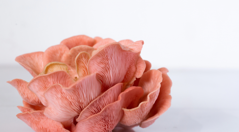 Fleischalternative-Pilz-erzeugt-aus-M-hrenresten-schmackhaftes-Protein