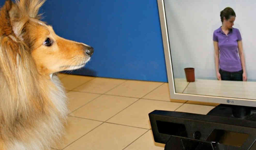 Hunde reagieren bereits auf reine Kommunikationsabsichten