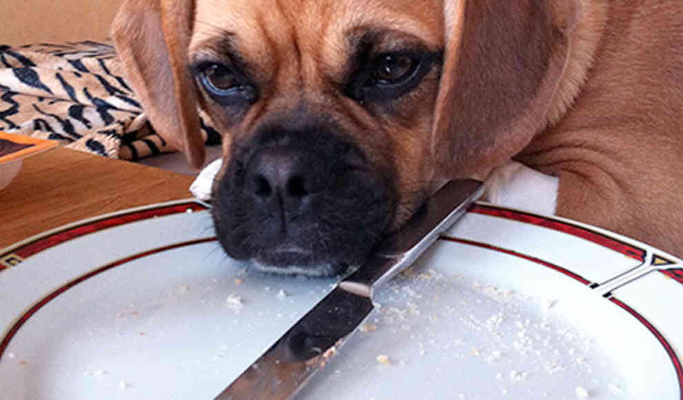 Hunde klauen Essen im Schutz der Dunkelheit