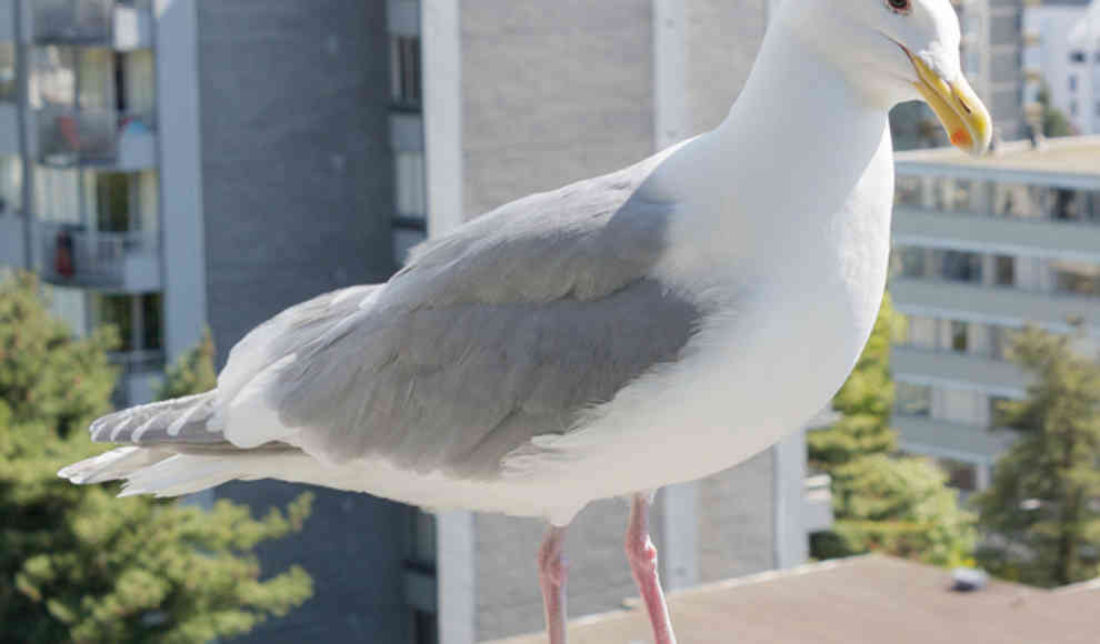 Licht bringt Paarungszeit von Vögel durcheinander