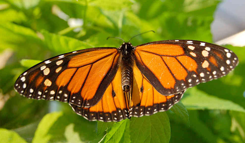 Schmetterlinge nutzen Magnetfelder zur Orientierung
