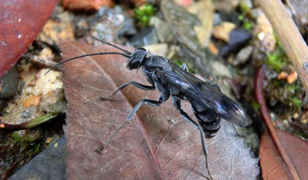 Neue Art von Wespen in China entdeckt