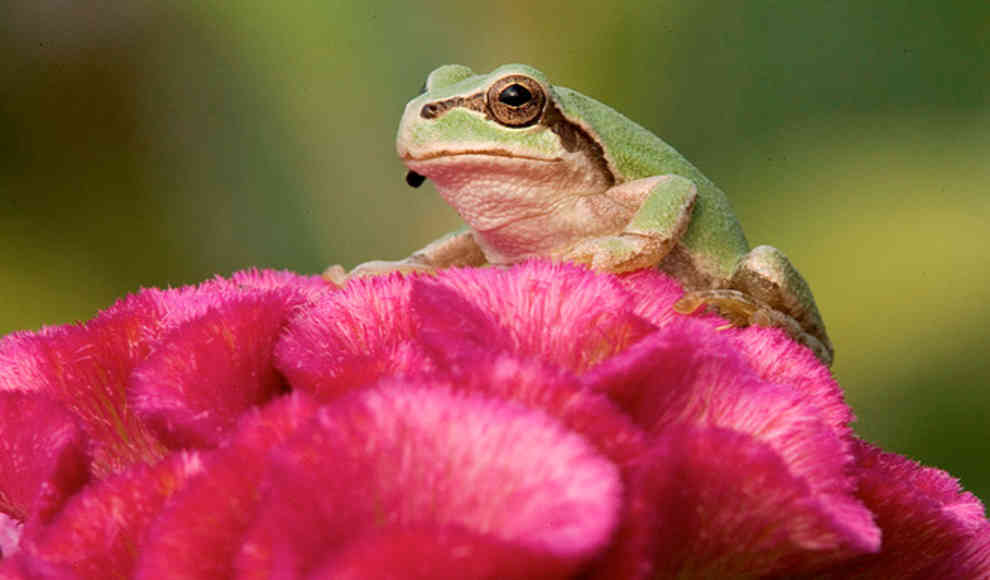 Mehr Arten südamerikanische Frösche als gedacht