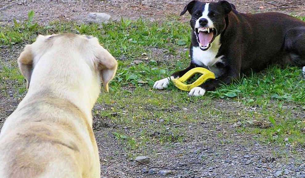 Auch Hunde können Optimist oder Pessimist sein