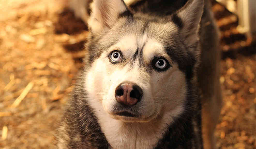 Hunde können auch eifersüchtig sein