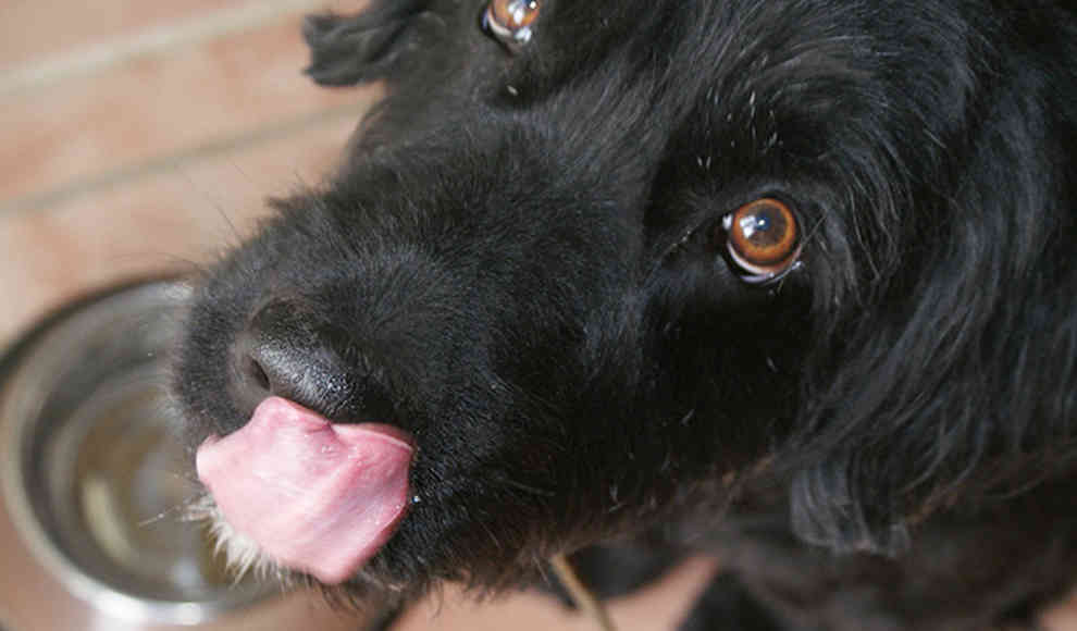 Wieso Hunde beim Trinken immer kleckern