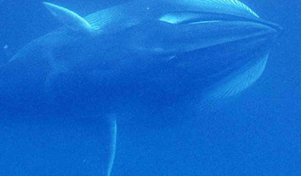 Erstmals lebende Exemplare der Omurawale dokumentiert