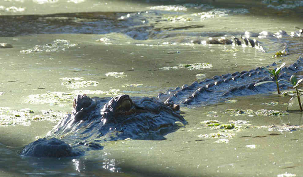 Vögel verfüttern ihre Küken an Aufpasser-Alligatoren