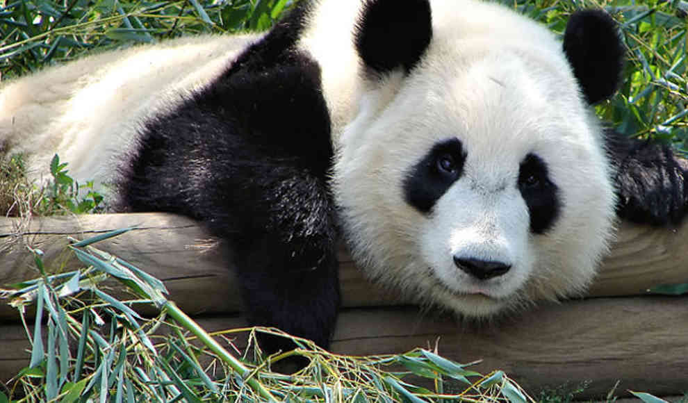 Riesen Pandas und Buckelwale nicht mehr vom Aussterben bedroht