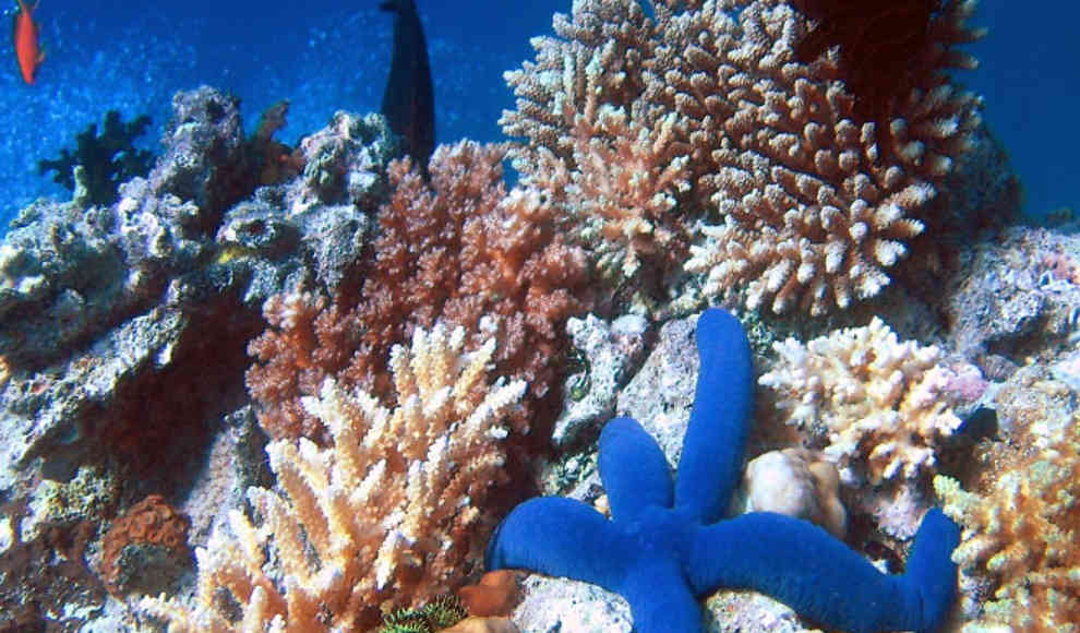 Australien: Zweites Korallenriff entdeckt