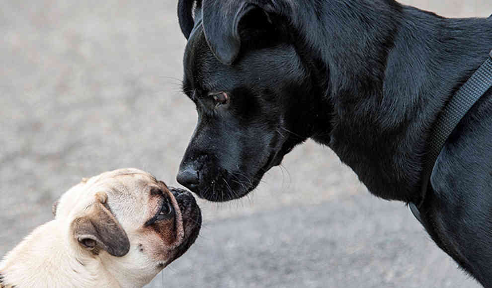 Warum leben kleine Hunde länger?