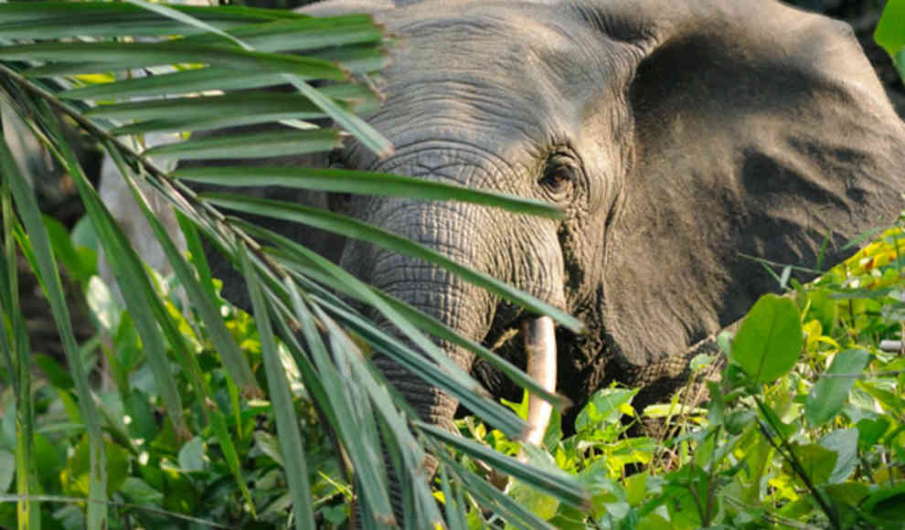 Waldelefanten: Massiver Rückgang seit 2004