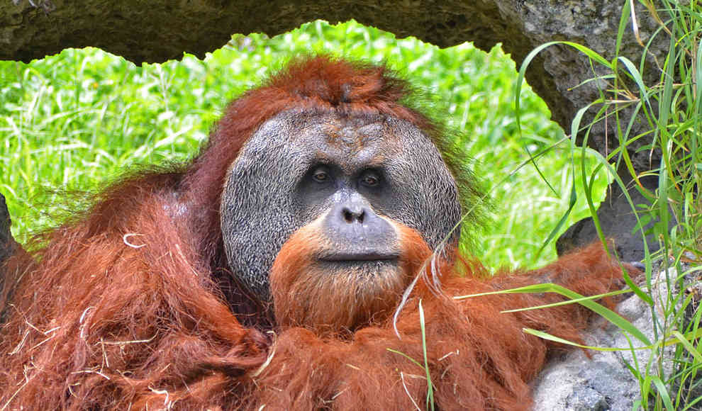 Orang-Utan lernt Grundlagen der menschlichen Sprache