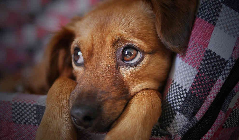 Kleine Hunde schummeln bei der Größe