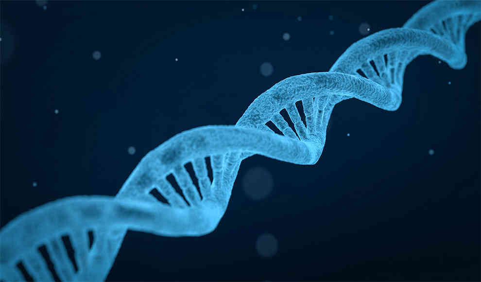 Hefe widerspricht der Eindeutigkeitsregel der DNA