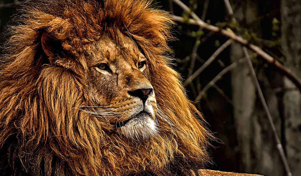 Rätselhafte Todesserie asiatischer Löwen nimmt kein Ende