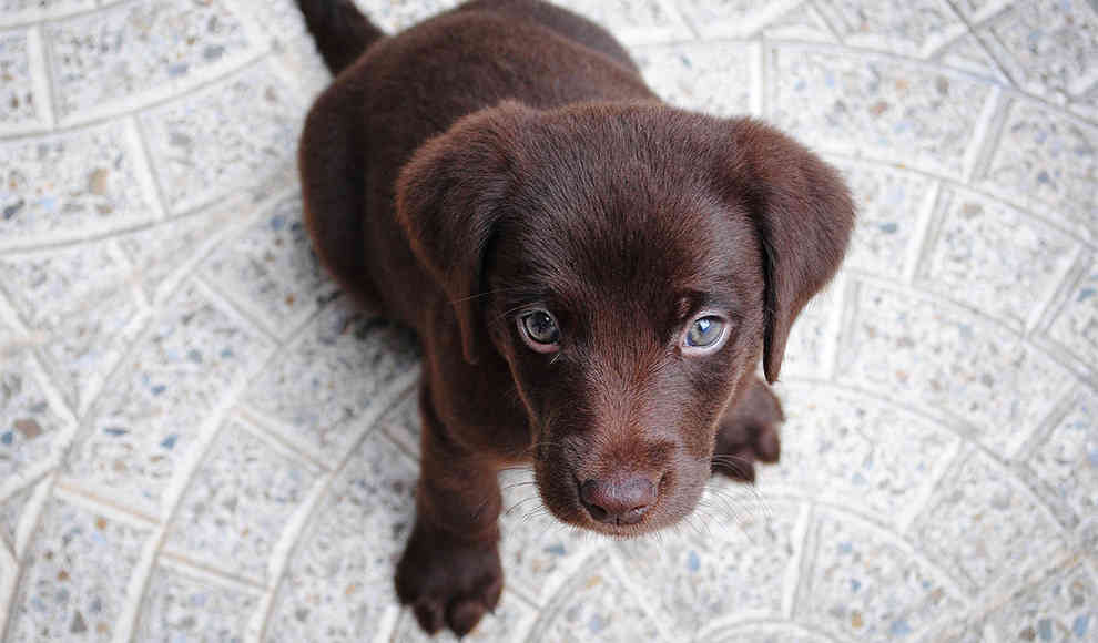 Labrador Retriever