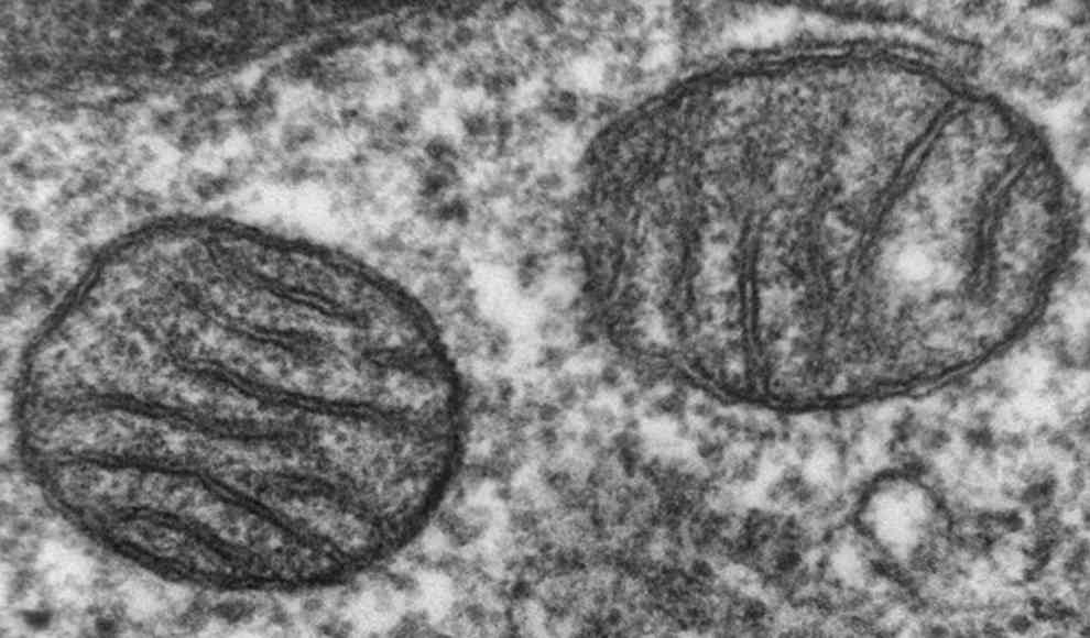 Väterliche Mitochondrien-DNA wird doch weitervererbt