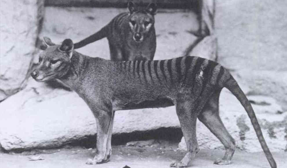 Zwei Tasmanische Tiger