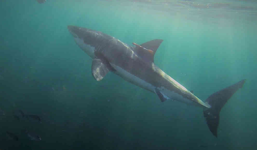 Video enthüllt Jagdverhalten von Weißen Haien auf Robben