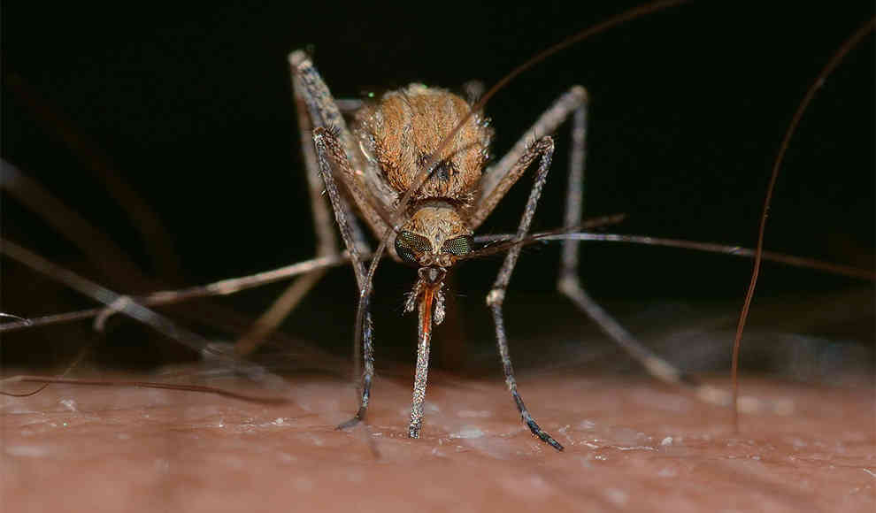 Warum stechen Mücken Menschen?