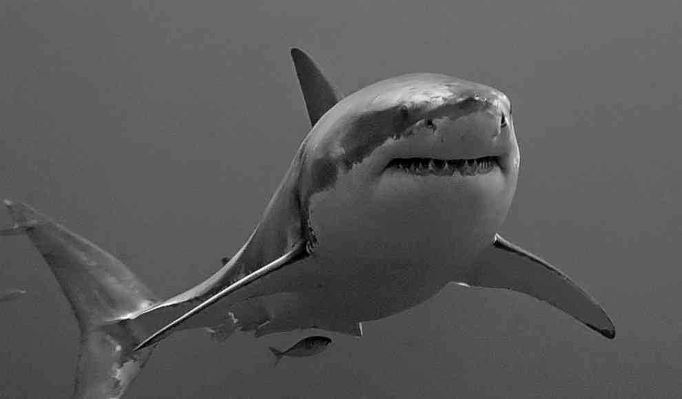 Weiße Hai mit Schutzmechanismus gegen Quecksilber, Blei und Arsen 