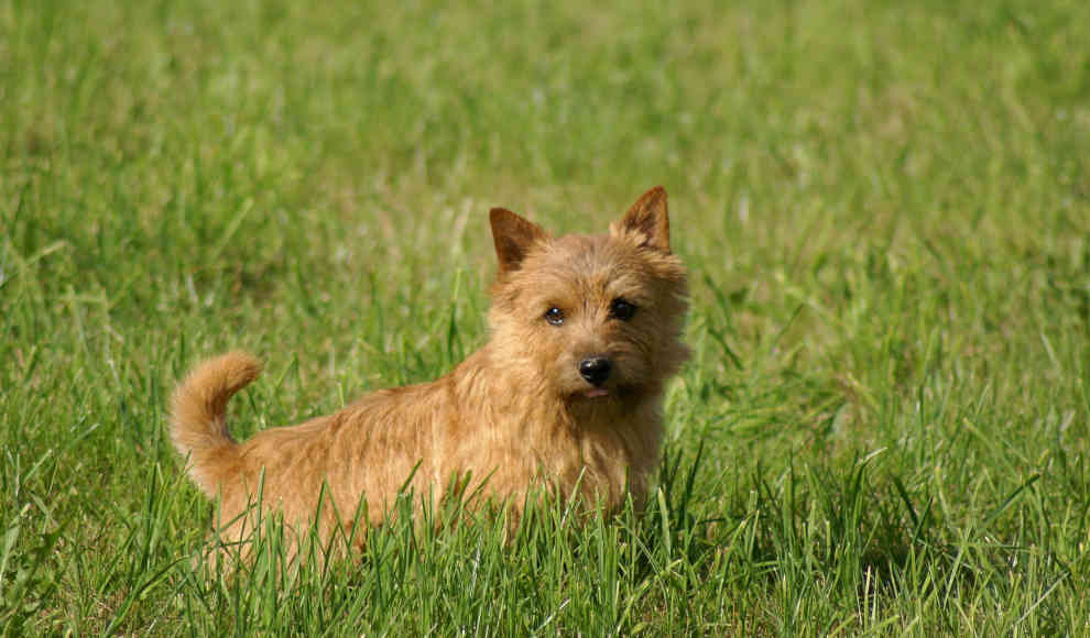 Mutation verursacht Atemprobleme und Japsen bei Hunden