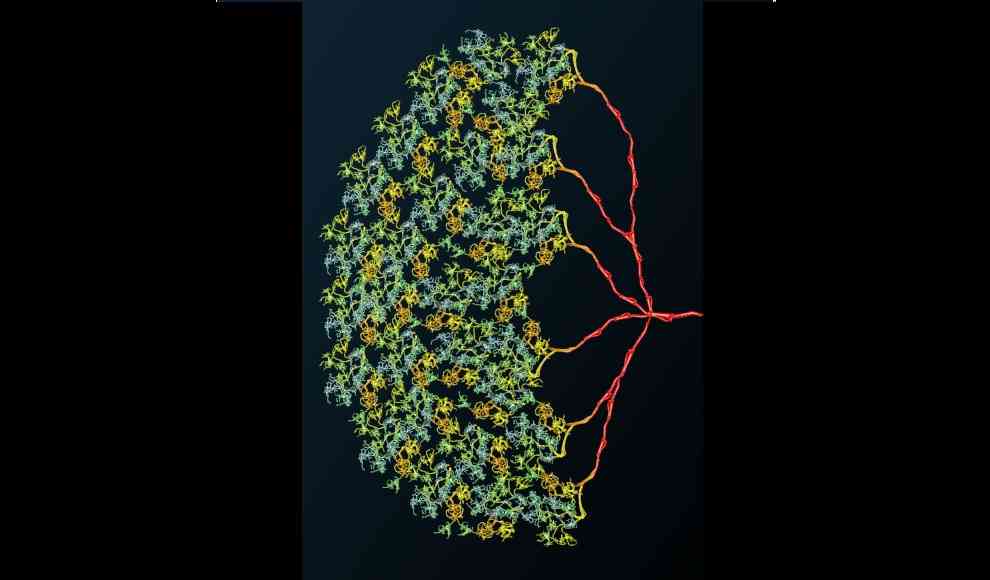 Nervenzellen von Fruchtfliegen arbeiten wie 1.400 einzelne Zellen