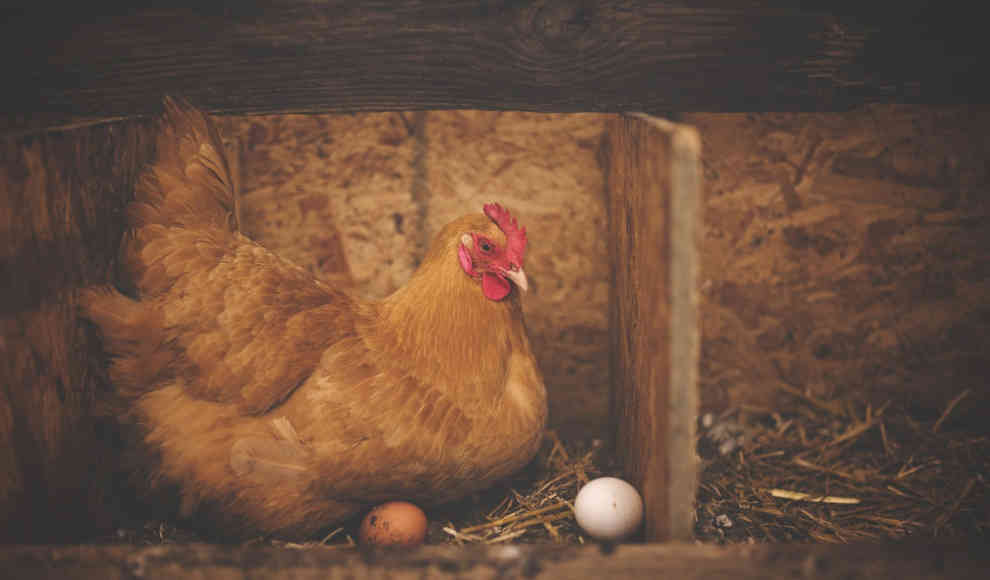 Hühner-Solarium vervierfacht Vitamin-D-Gehalt von Eiern
