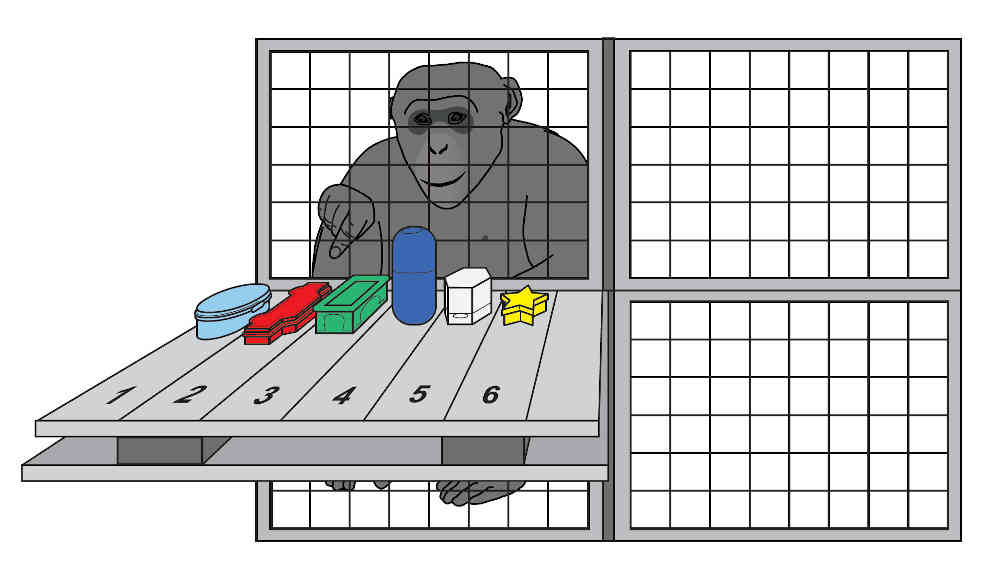 Schimpanse beim Gedächtnisexperiment 