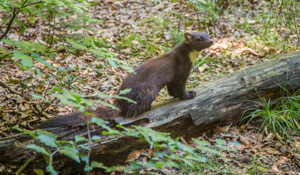 Steinmarder