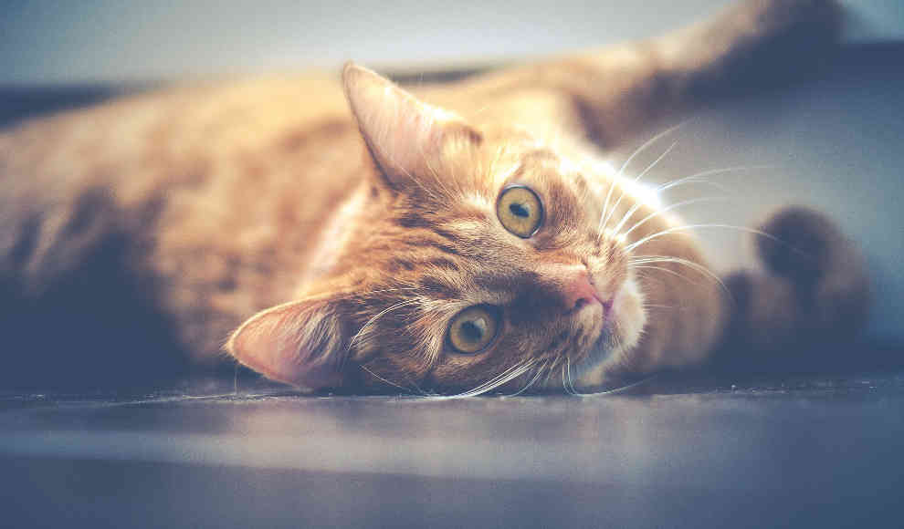Impfstoff soll Katzenallergie verhindern