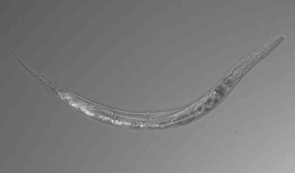Fadenwurm der Art Auanema sp.