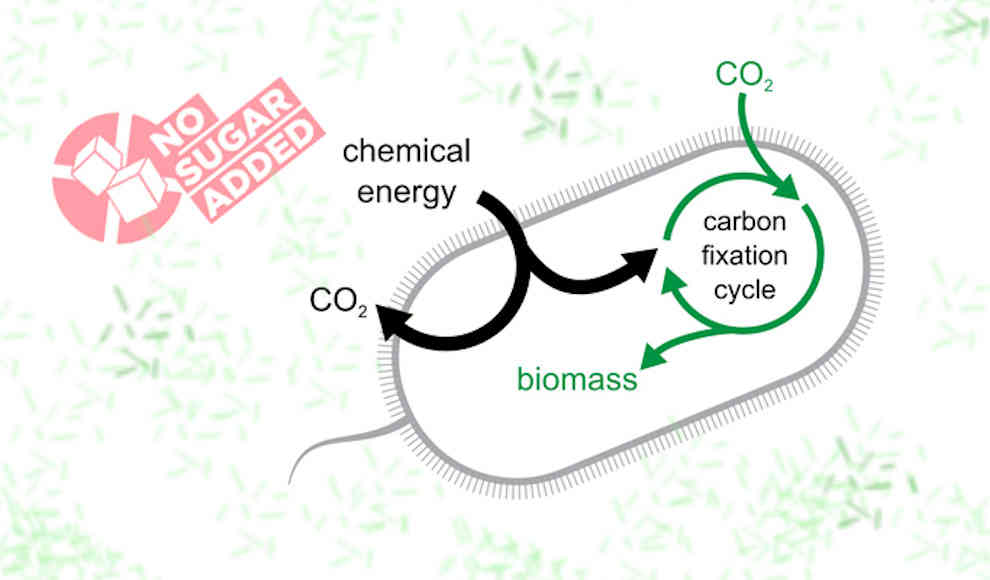 CO2 als Nahrung für E. coli Bakterien