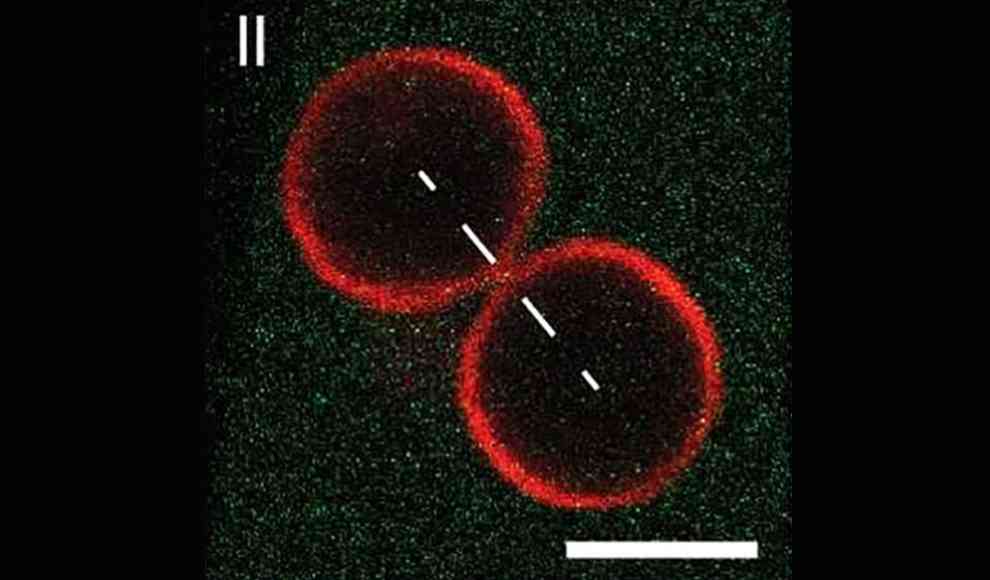 Teilung der künstlichen Zelle