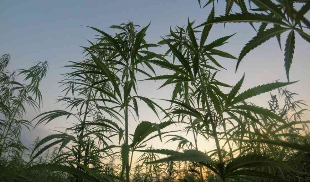 Cannabis zur CBD-Produktion