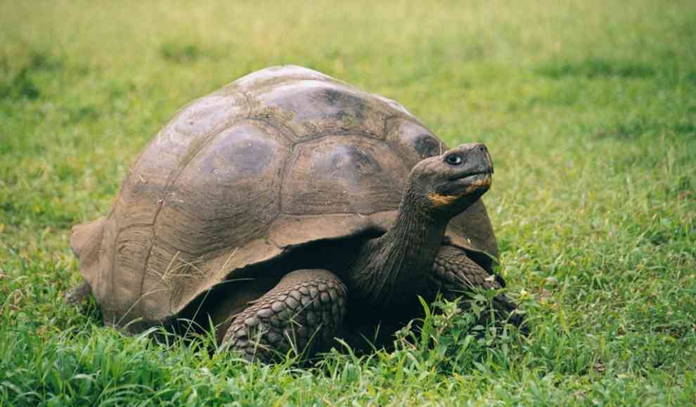 Galapagos-Riesenschildkröte