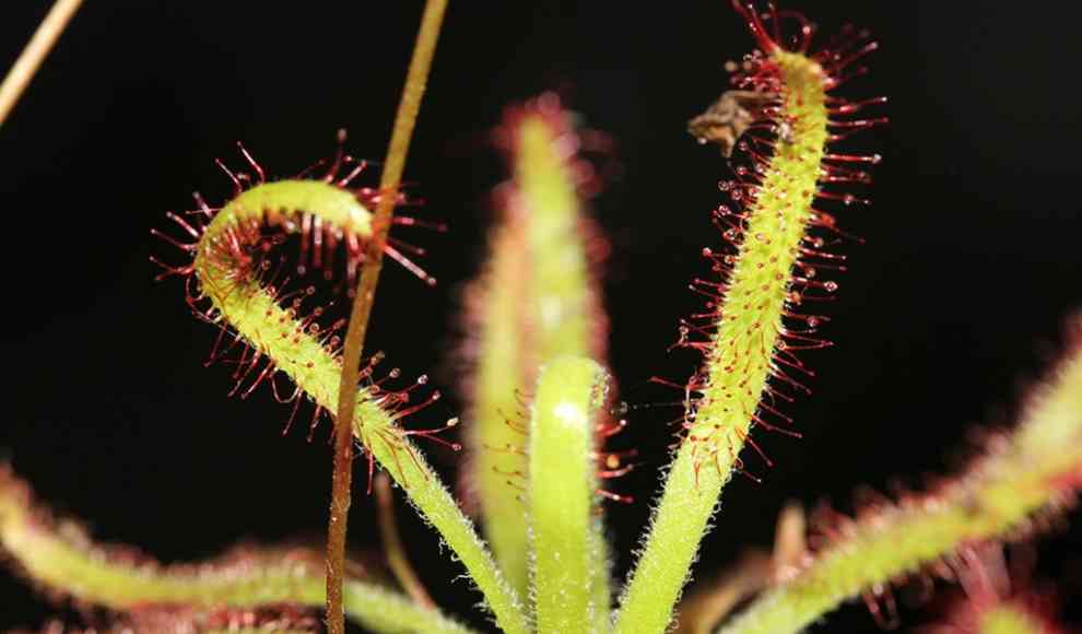 Sonnentau-Art Drosera arachnoides