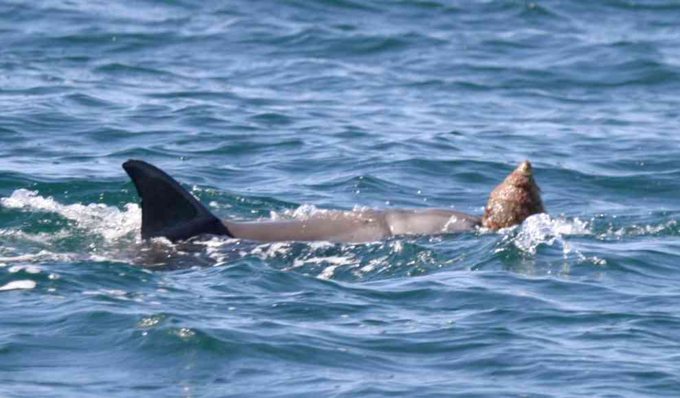 Delfin mit großem Schneckenhaus