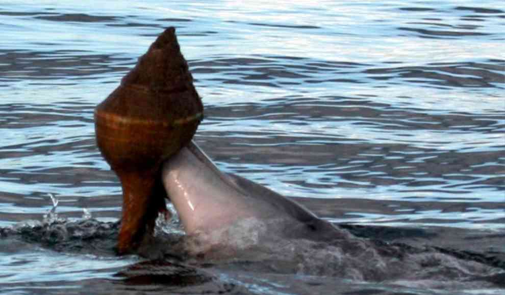Fangtechnik von Delfinen