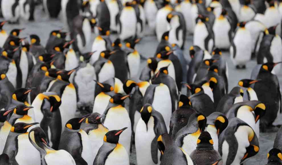 Kaiserpinguine