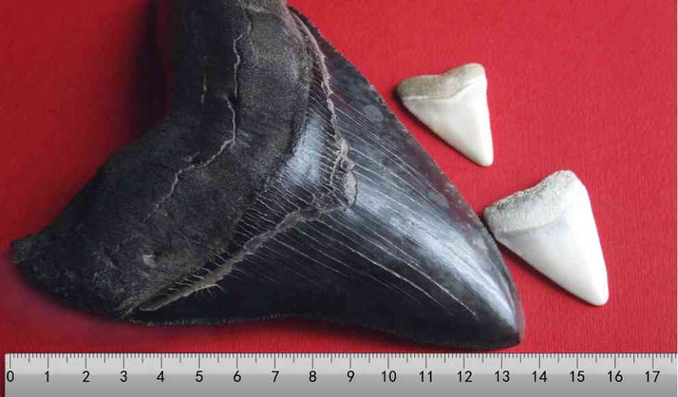 Zahn eines Megalodon im Vergleich zu Zähnen eines Weißen Hai
