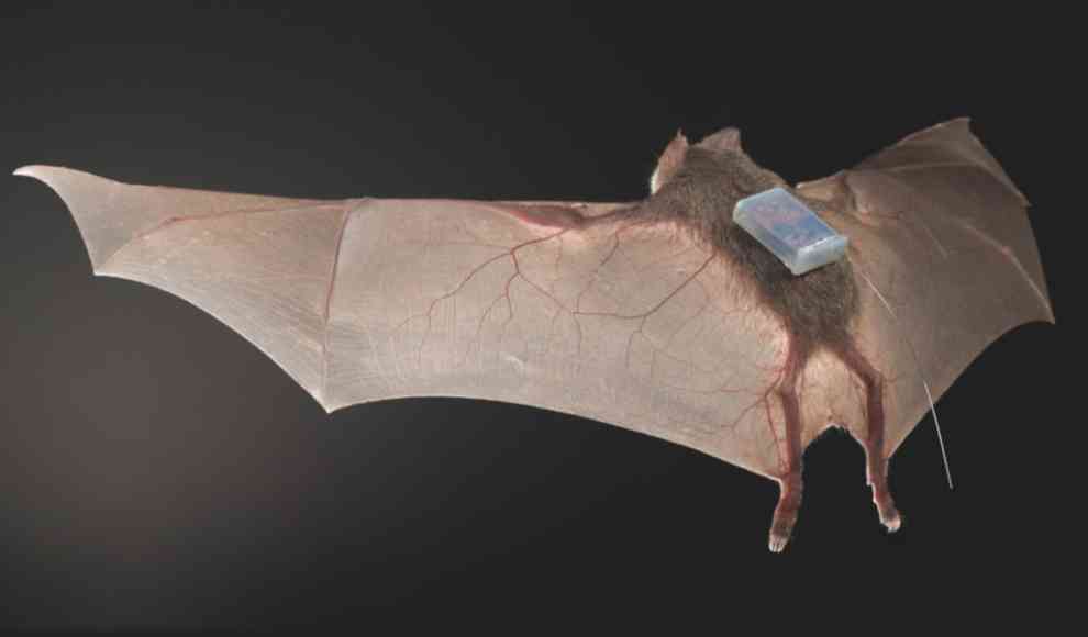 Vampirfledermaus mit Sensor