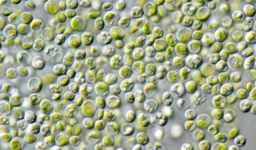 Chlorella Algen
