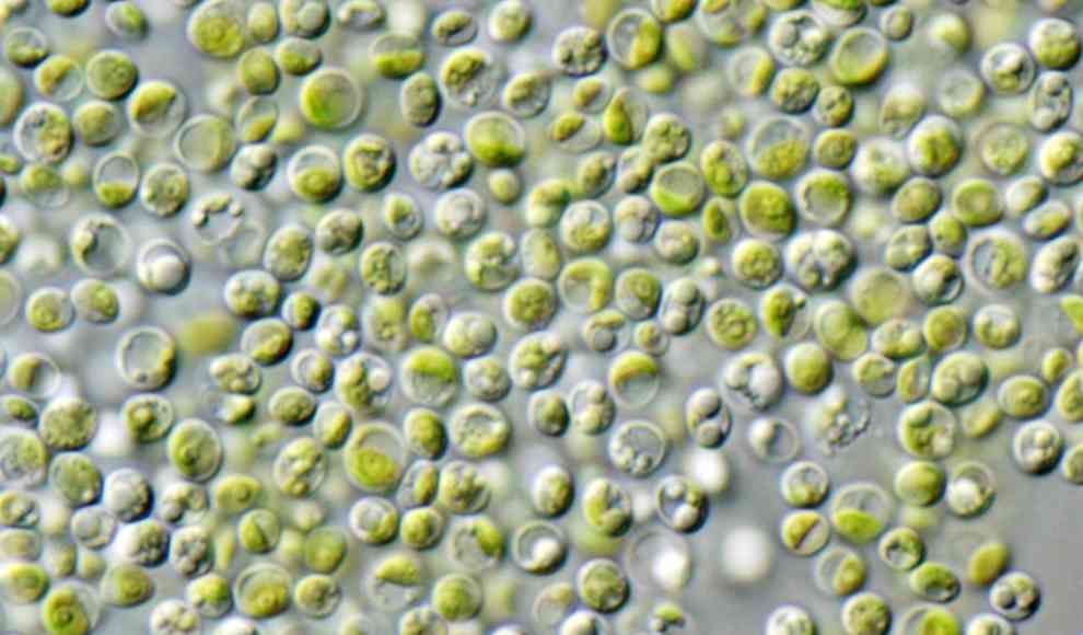 Chlorella Algen