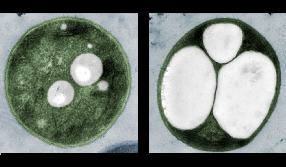 Natürliches Cyanobakterium (links) - Manipuliertes Cyanobakterium (rechts), die weißen Flächen sind Polyhydroxybutyrat (PHB)
