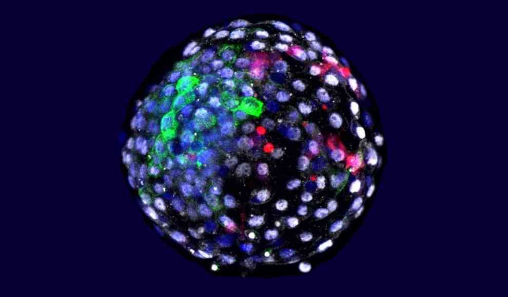 Chimären-Embryo Affen- und Menschenzellen