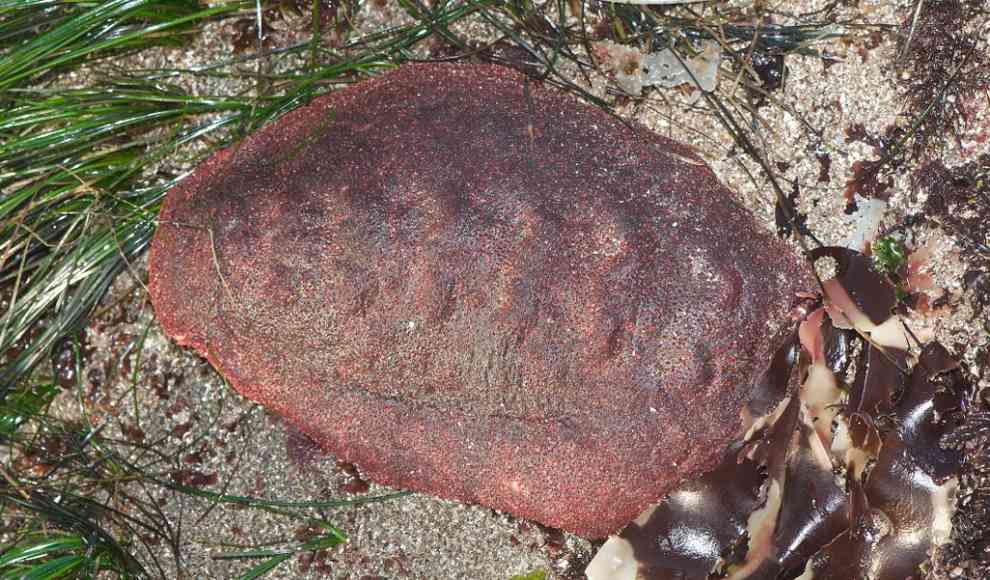 Cryptochiton stelleri