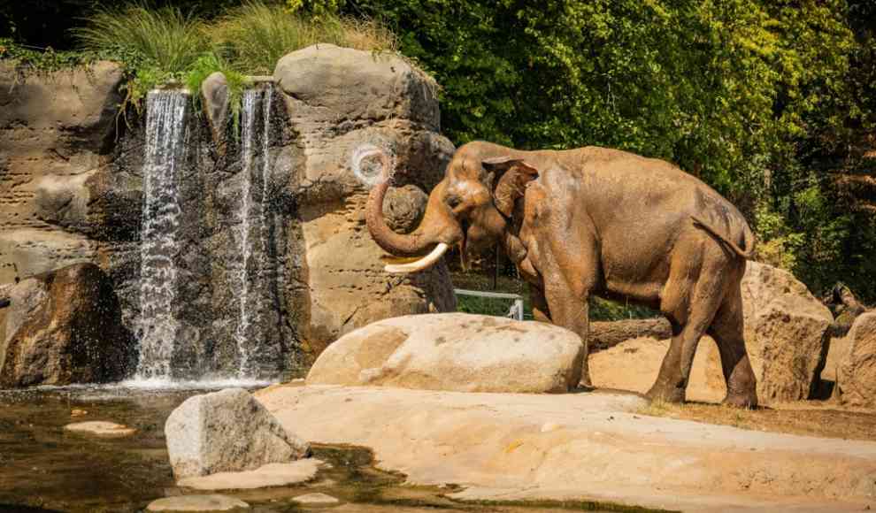 Elefant beim Trinken