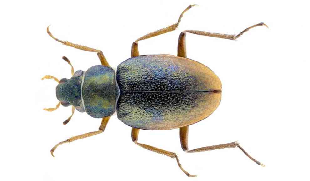 Ochthebius capicola